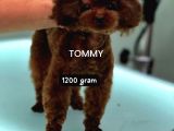 Toy poodle korekan