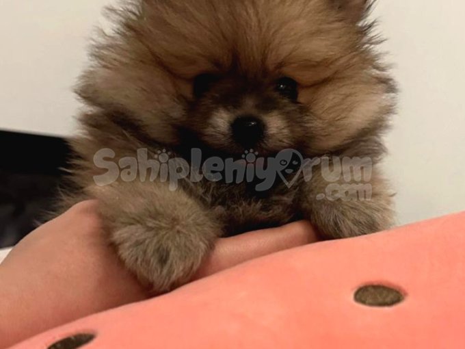 Pomeryan  Bebisler  Sıfır  Boy  Ev Ortaminda Buyuyen Bebekler Uygun 