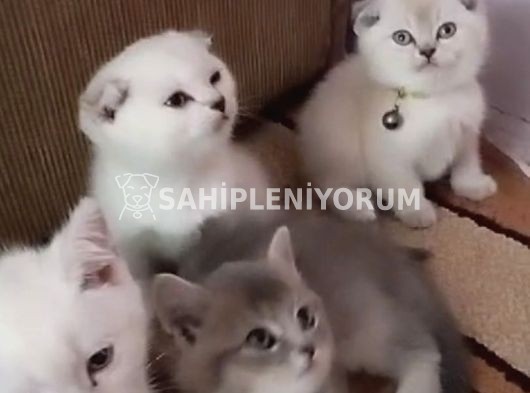 British Shorthair,BuluePoint Akıllı ve Yaramaz Yavrularım