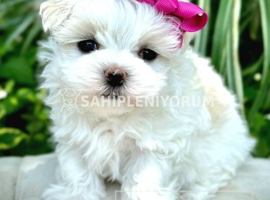 BANA YUVA OLURMUSUNUZ MALTiPOo