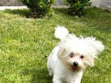 1.5 yaşında Maltese Terrier yavrumuz yeni evini arıyor