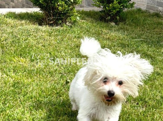 1.5 yaşında Maltese Terrier yavrumuz yeni evini arıyor