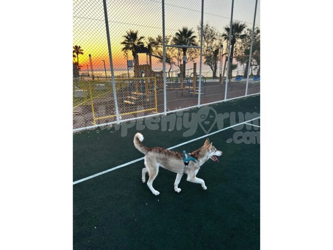 Acil Ücretsiz Sahiplendirme Husky