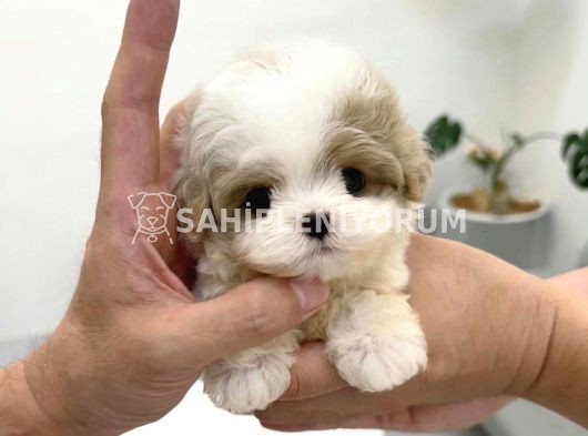 Korean maltipoo bebekler 2 kg