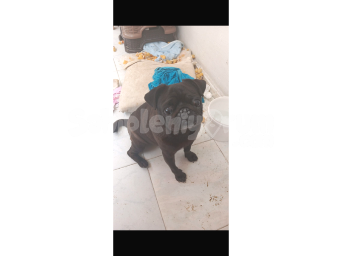 Pug Mobs Dişi Tatli Sevimli Siyah