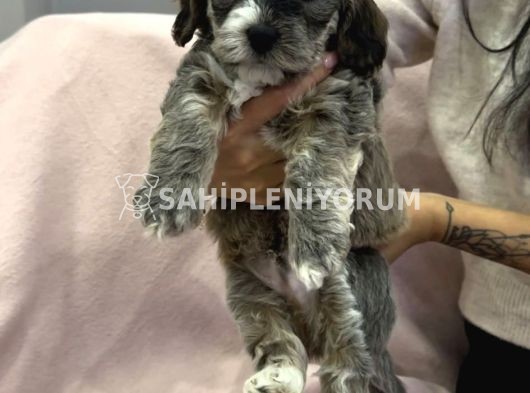 Maltipoo sahiplendirilecektir (1.5 Aylık 3 Erkek)