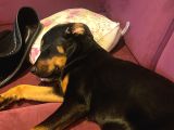 4 aylık Rottweiler