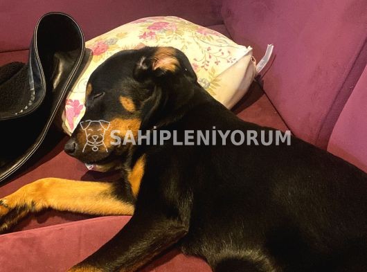 4 aylık Rottweiler