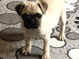 Pug Mops 2 aylık 