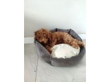 Red Toy Poodle Yavru