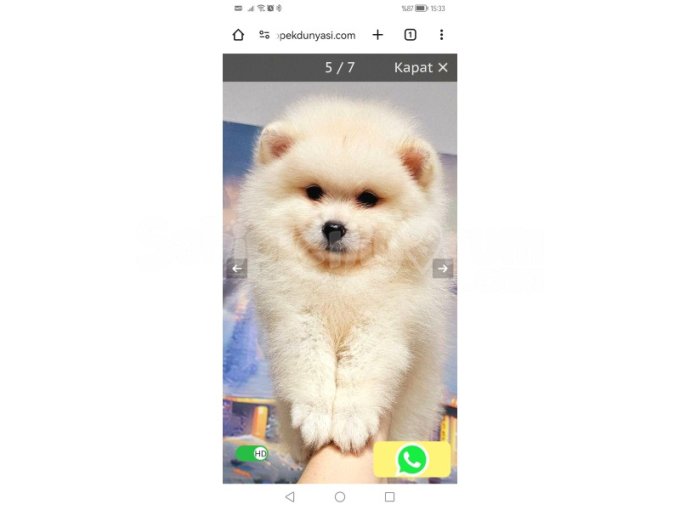 Yavru Pomeranian 