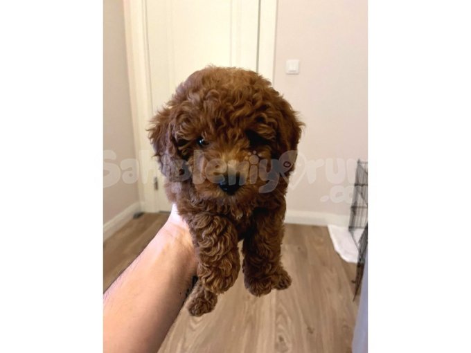 Toy Poodle (Scr'Li Orjinal Irk)