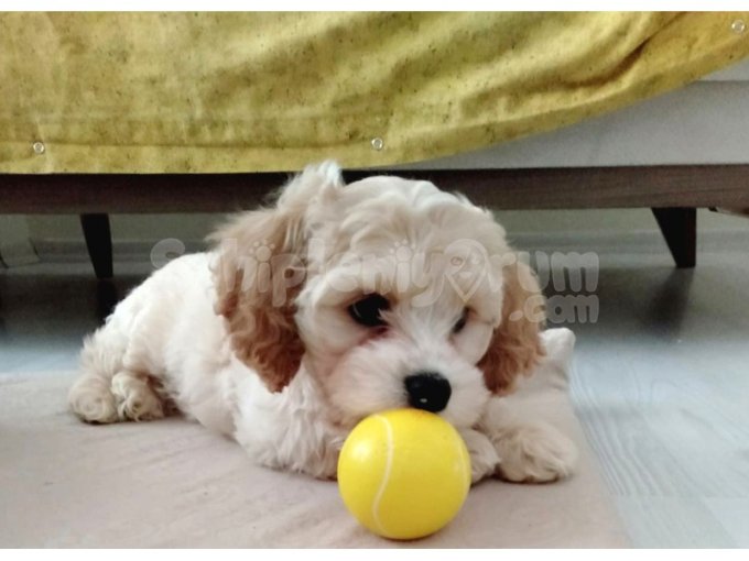 Acil Maltipoo Yavru Sahiplendirme | 2,5 Aylık Erkek, Aşılı ve Eğitimli