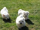 Maltese Terrier,A Kalite Sıfır Numara