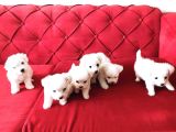 Maltese Terrier