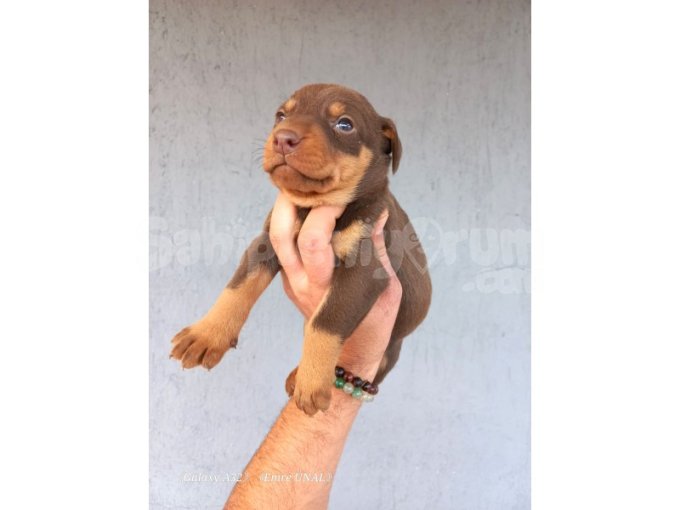 Yavru Doberman Yavrular Sağlık Ve Irk Garantili 