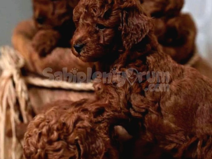 Toy Poodle Yavrularımız'Da Kampanya
