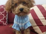 5 aylık erkek Toy poodle 