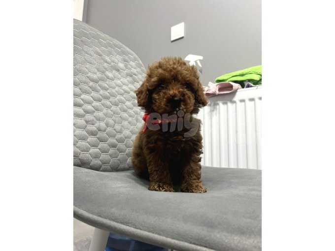 Mini Boy Teacup Poodle