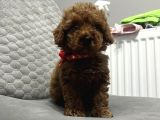 MİNİ BOY TEACUP POODLE