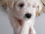 Maltese Terrier 55 Günlük yavru