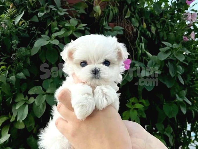 Mini Boy Maltese Terrier 