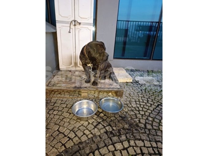 Prese Canario Köpeğimizi Sahiplendirmek İstiyoruz