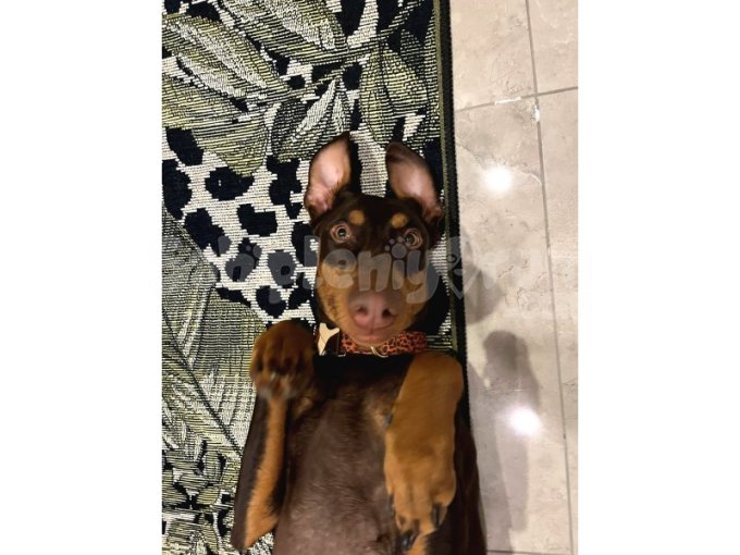 Dişi Doberman