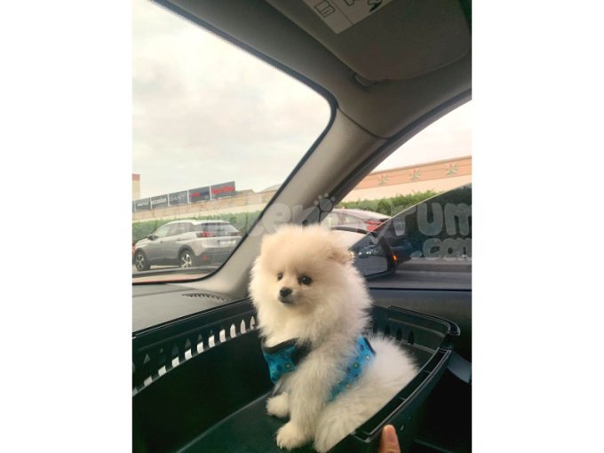 Pomeranian Boo 5 Aylık Karneli