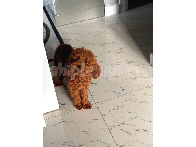 Acill Poodle