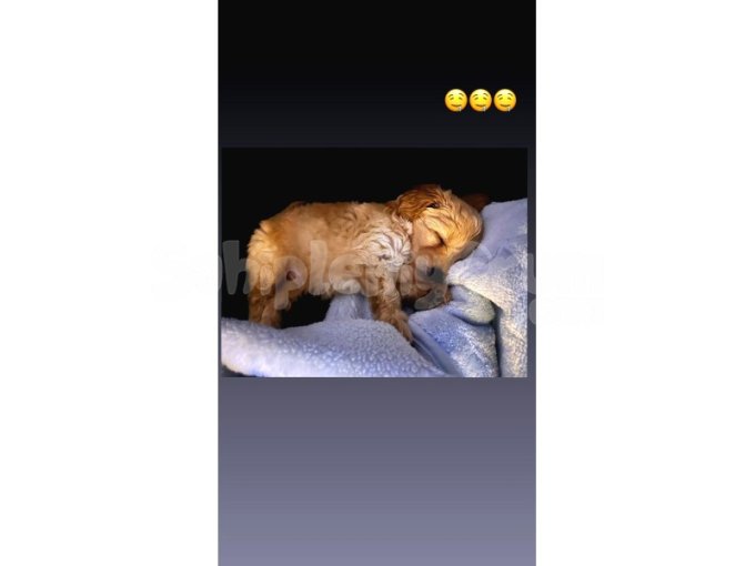 2 Aylık Yakışıklı Maltipoo Cinsi Oğlumuz 
