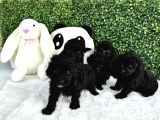 Oyuncak Toy Poodle