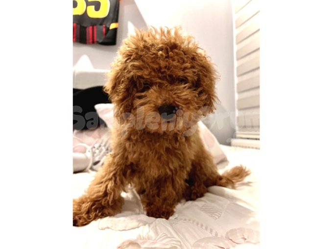Toy Poodle Yavruma Yuva Arıyorum 