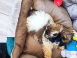 2,5 aylık shih Tzu yavrumuz yeni evini arıyor