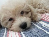 Maltipoo 2 aylık Dişi Tüy dökmeyen