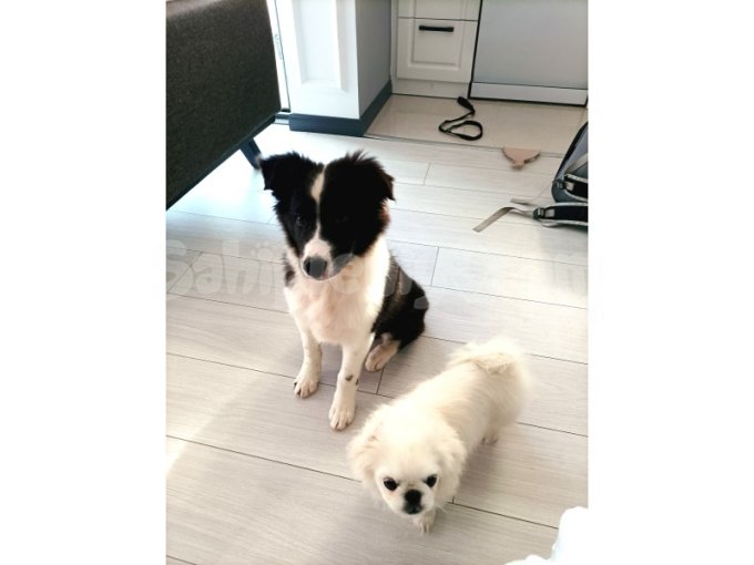 5 Aylık Border Collie