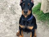 HEYBETLİ ESTETİKLİ DOBERMAN SAĞLIK ve ırk GARANTİLİ