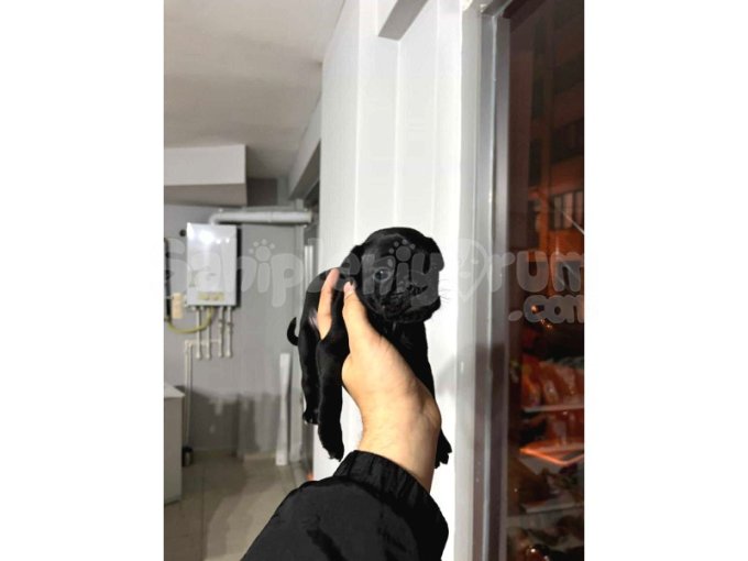 Uygun A Kalite Pug Yavrularım