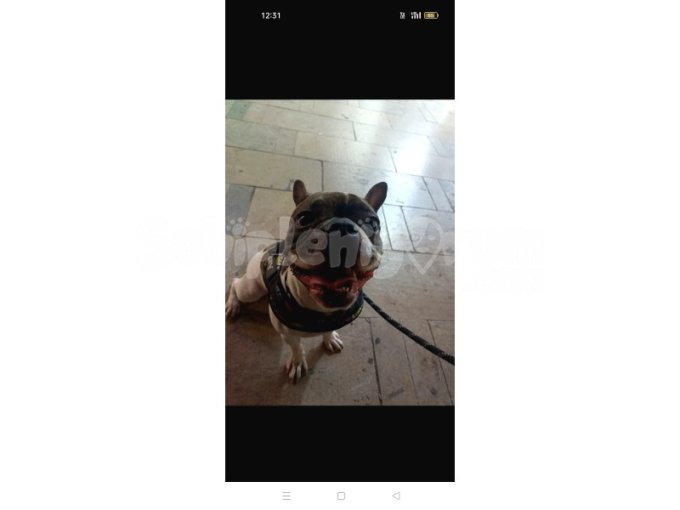 Dişi Fransız Bulldog 