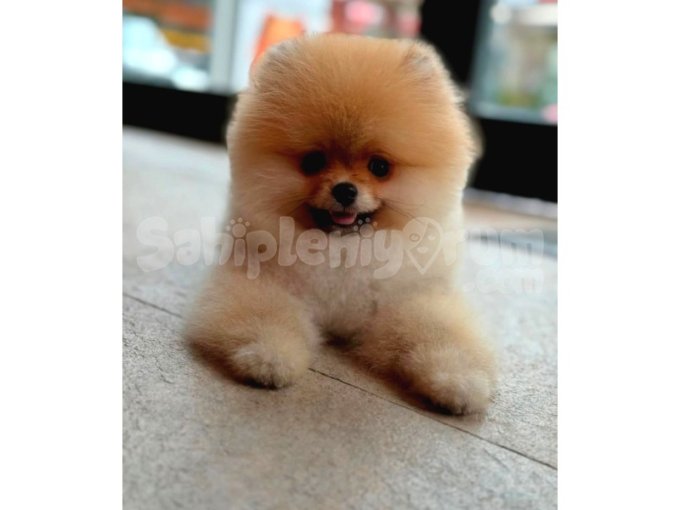 Safkan Orijinal Pomeranian Boo Scr’li Yavrular 