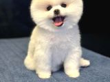 Pomerian boo teddy 