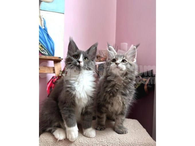 Full Secereli Maine Coon Yavrular
