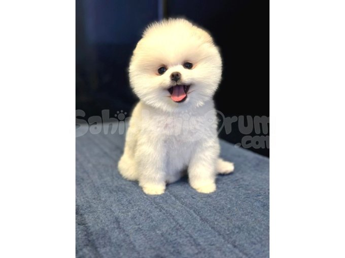 Pomerian Boo Teddy