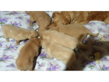 Golden retriever 6 bin mama karşıpığı 