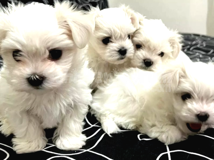 0 Numara Temiz Maltese Terrier Sahiplendirme | Aşılı ve Ev Ortamında
