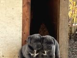 1 AYLIK CANE CORSO ÜCRETSİZ SAHİPLENDİRME