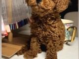 DİŞİ ERKEK ORJİNAL TOY VE TEACUP POODLE BEBEKLER