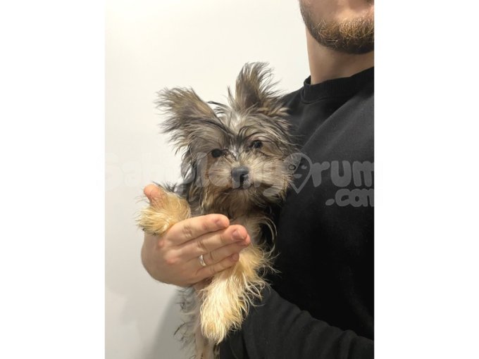Yorkshire Terrier Dişi 4,5 Aylık