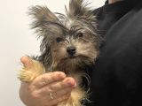 Yorkshire terrier Dişi 4,5 aylık