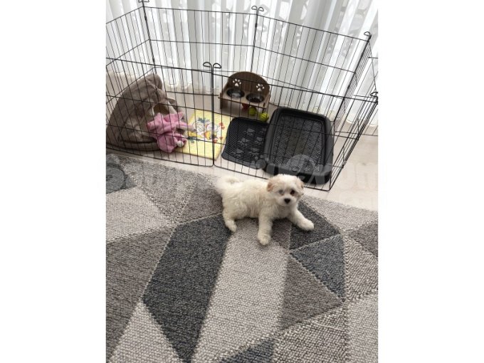 2 Aylık Maltese !!